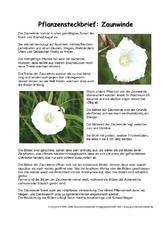Pflanzensteckbrief-Zaunwinde.pdf